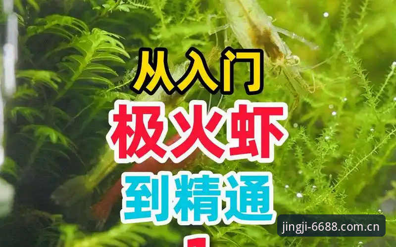 6688体育官网下载链接对比指南：从入门到精通的完整使用教程